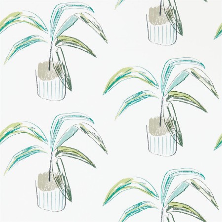 Picture of Crassula - 111993