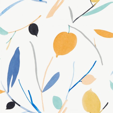 Picture of Oxalis - 111995