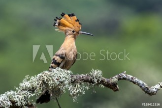 Afbeeldingen van Hoopoe