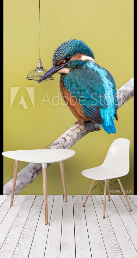 Picture of Kingfisher