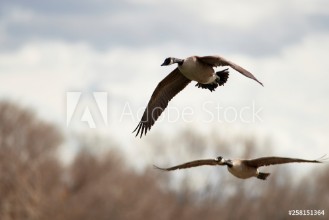 Obrazek Wildlife