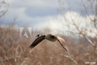 Image de Wildlife
