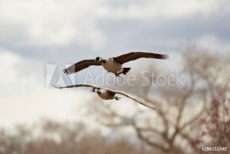 Bild von Wildlife