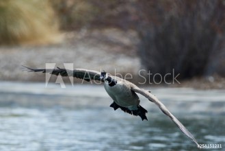 Bild von Wildlife