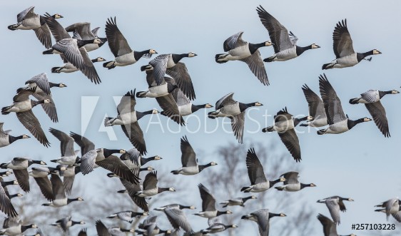 Picture of Weiwangengnse