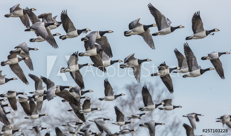 Picture of Weiwangengnse