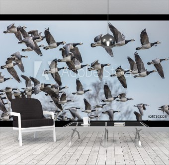 Picture of Weiwangengnse