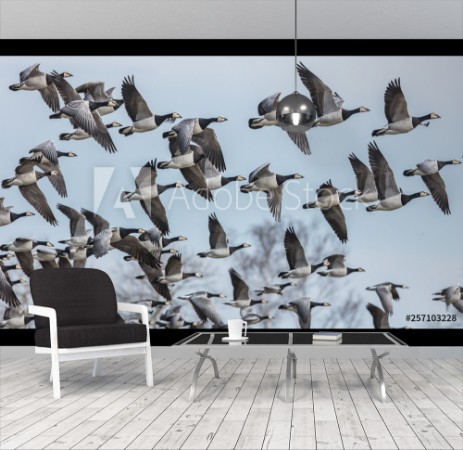 Picture of Weiwangengnse