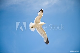 Afbeeldingen van Mve