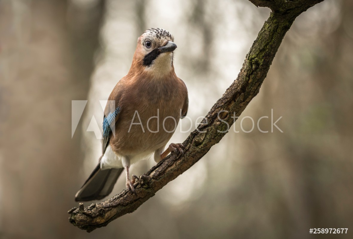 Picture of Eichelhher