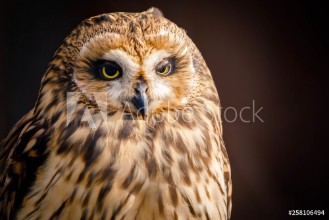 Afbeeldingen van OWL