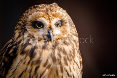 Picture of OWL