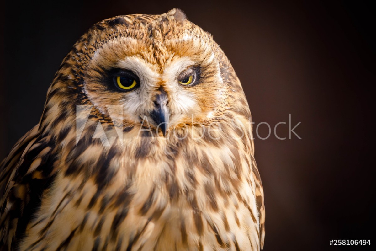 Image de OWL