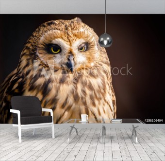 Picture of OWL