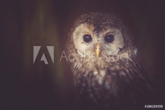 Afbeeldingen van Owl