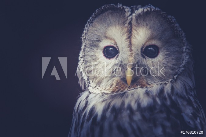 Picture of Owl