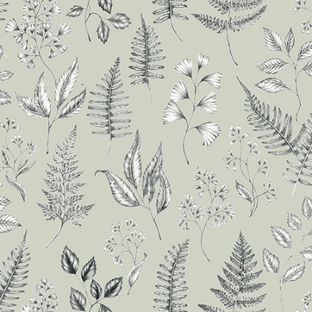 Image de Betula - 15932