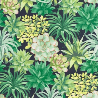 Afbeeldingen van Botanica Echeveria Vert Jungle - BOTA85917396