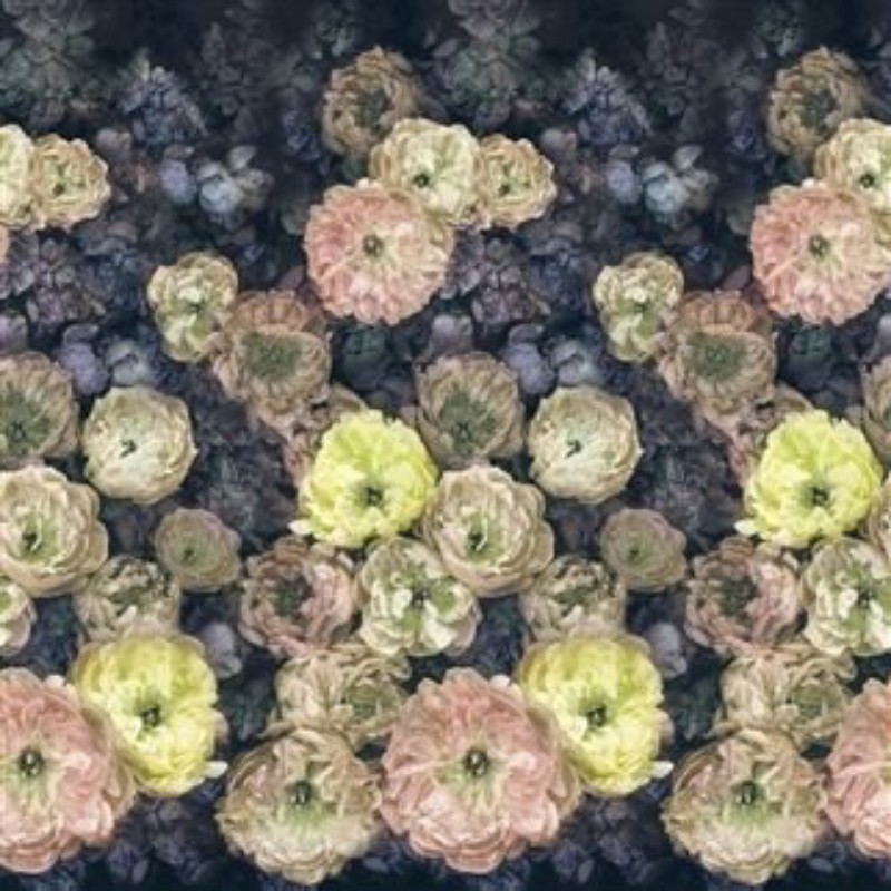 Picture of LE POEME DE FLEURS MIDNIGHT - PDG1107/02-OUTLET