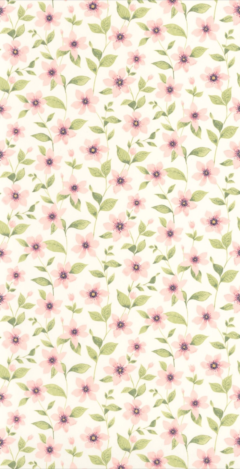 Picture of Clematites Rose Anglais - 87644352