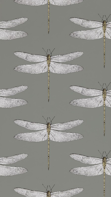 Image de Demoiselle - HGAT111242