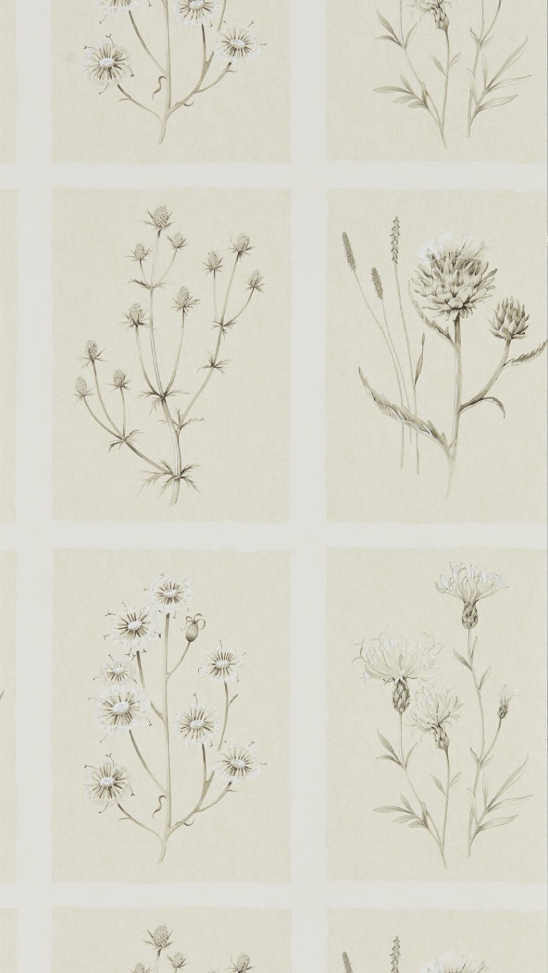 Picture of Little Thistles Ecru - DEBB216511