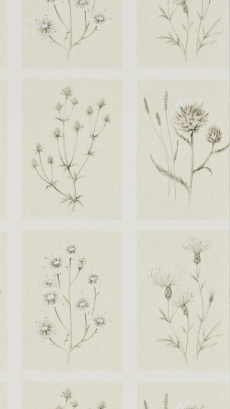 Image de Little Thistles Ecru - DEBB216511