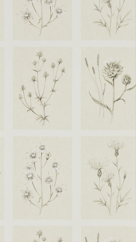 Picture of Little Thistles Ecru - DEBB216511