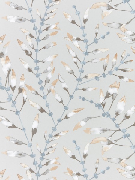 Bild på Chaconia - HANZ111633