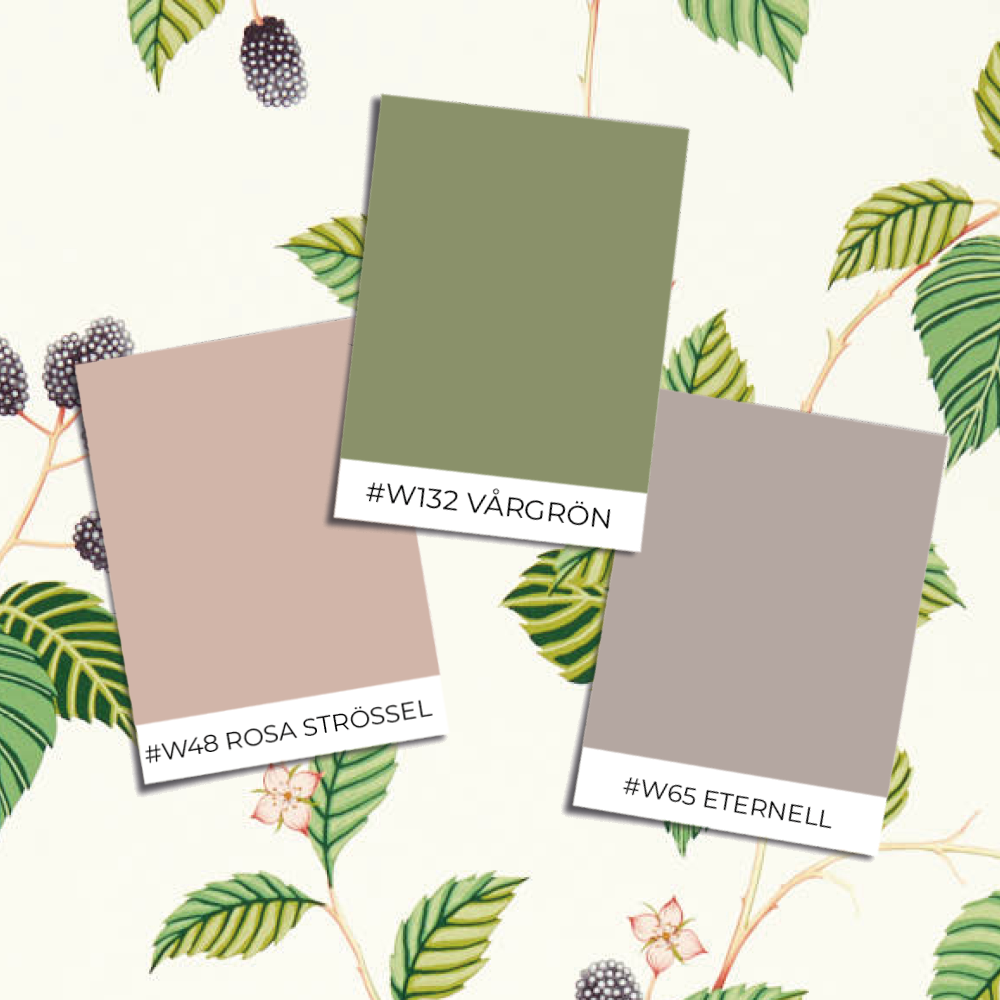 Picture of Rubus Blackberry - DABW217227