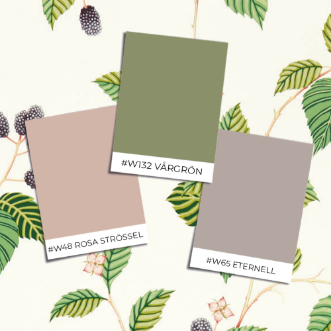 Picture of Rubus Blackberry - DABW217227