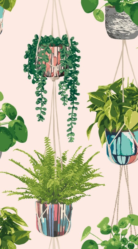 Picture of Houseplant Ballet Slipper - GRA50110W