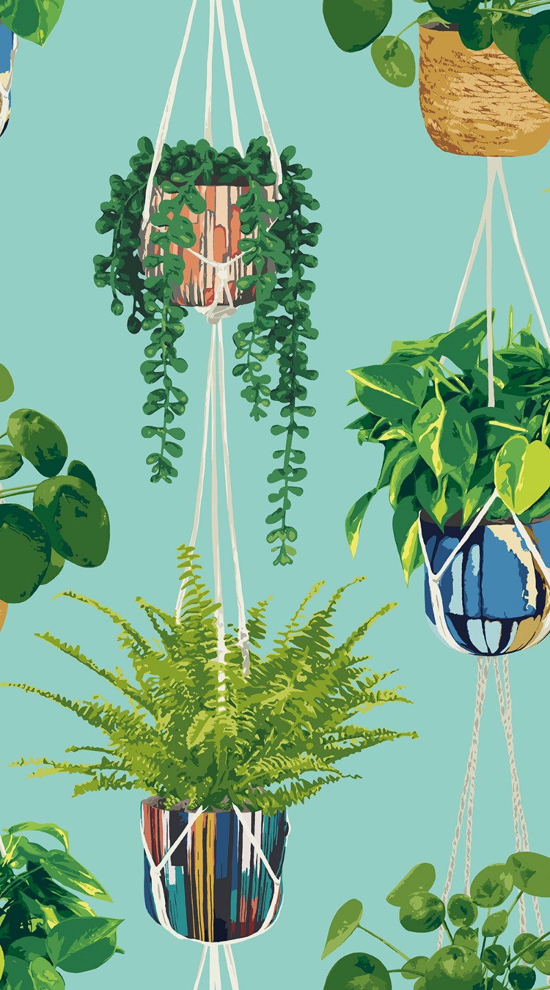 Picture of Houseplant Cerulean Twist - GRA50108W