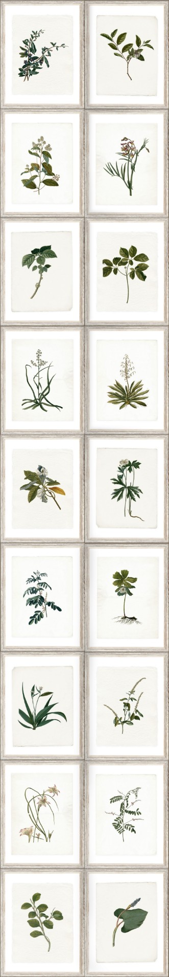 Picture of Botany - WP20153