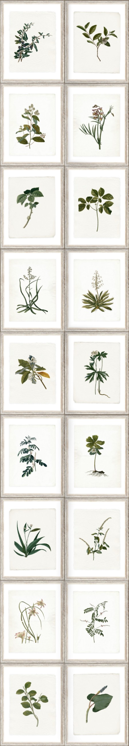 Picture of Botany - WP20153