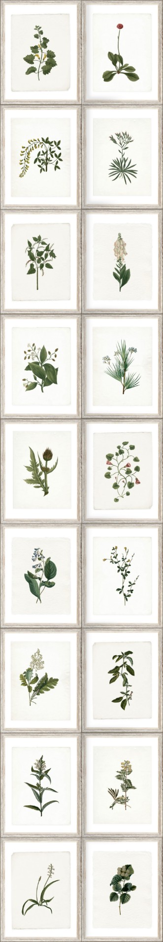 Picture of Botany - WP20153