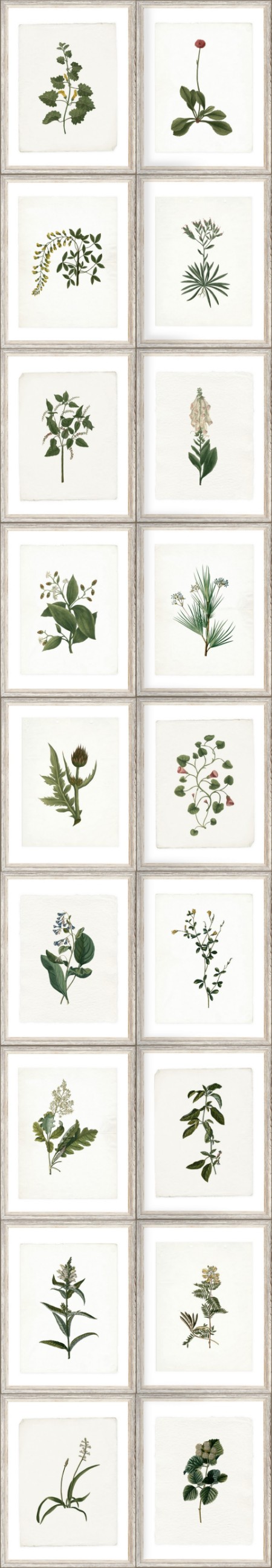 Picture of Botany - WP20153