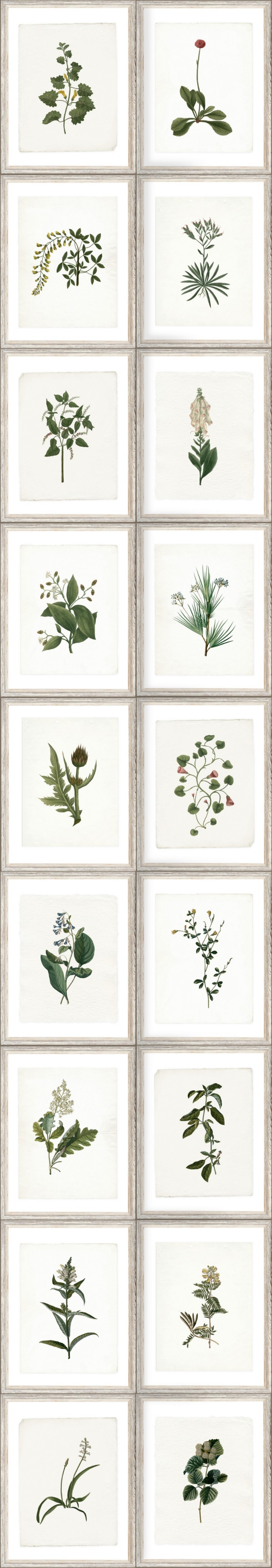 Picture of Botany - WP20153