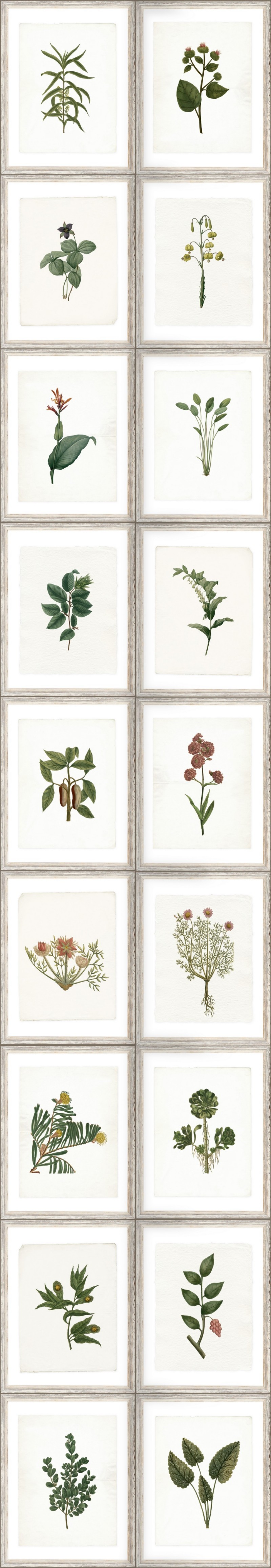 Picture of Botany - WP20153