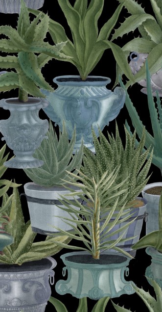 Bild på Echeveria - WP20163