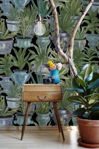 Bild på Echeveria - WP20163