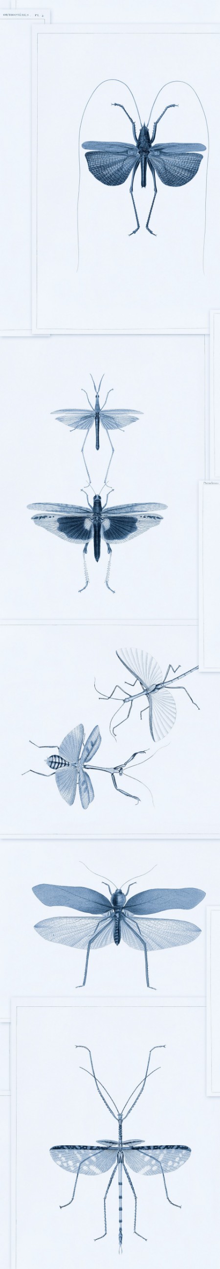 Picture of Entomology Blue - WP20235