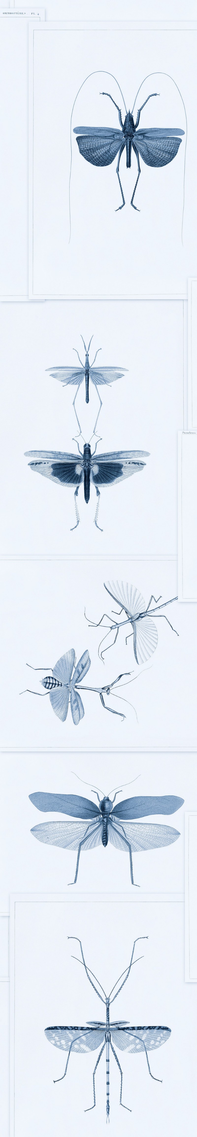 Picture of Entomology Blue - WP20235