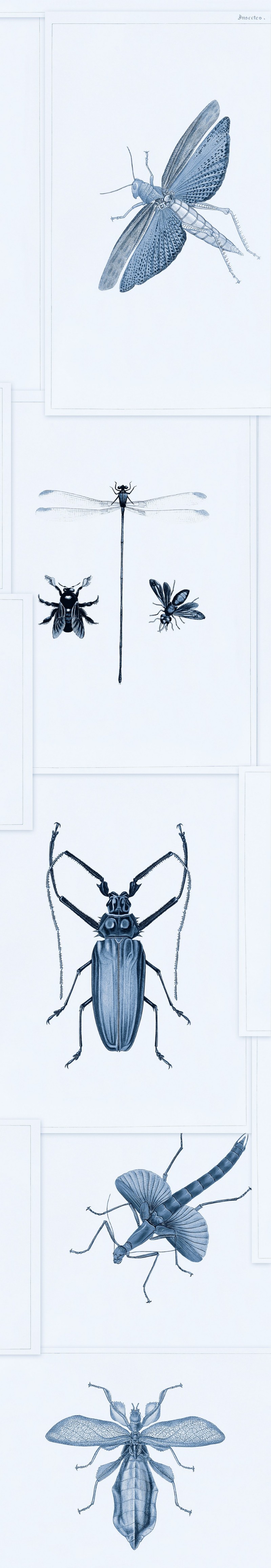 Picture of Entomology Blue - WP20235