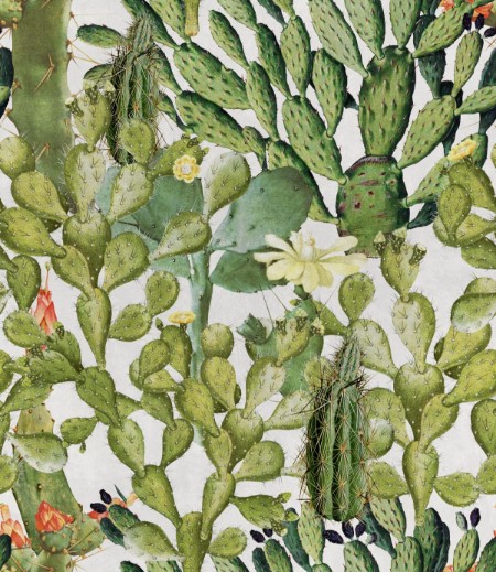 Picture of Opuntia - WP20166