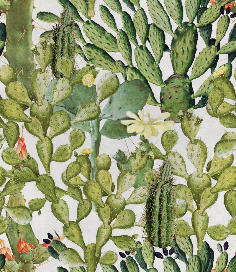 Picture of Opuntia - WP20166