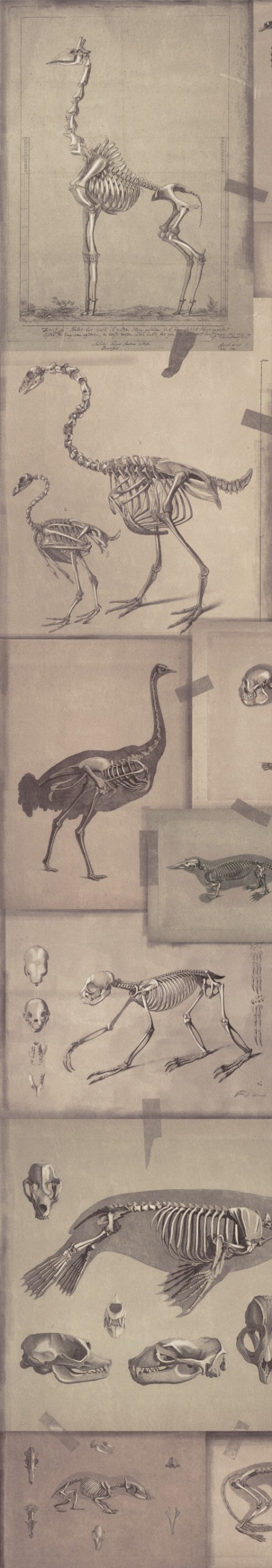 Picture of Zooarchaeology - WP20236