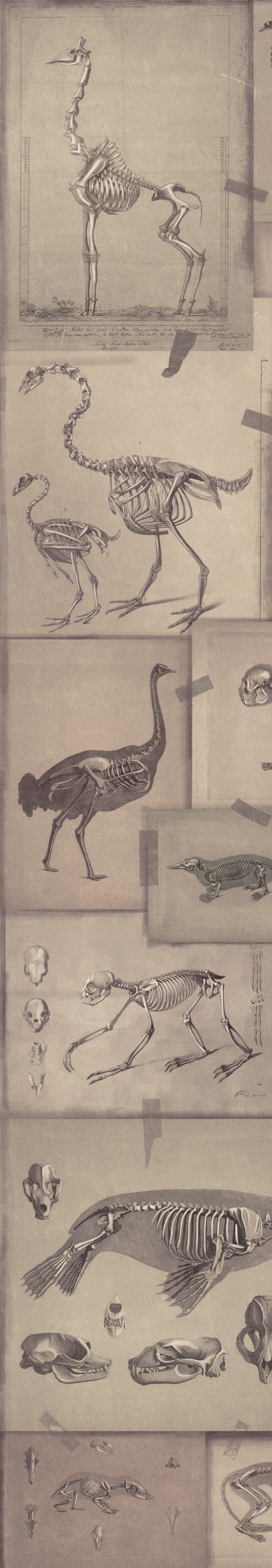 Picture of Zooarchaeology - WP20236