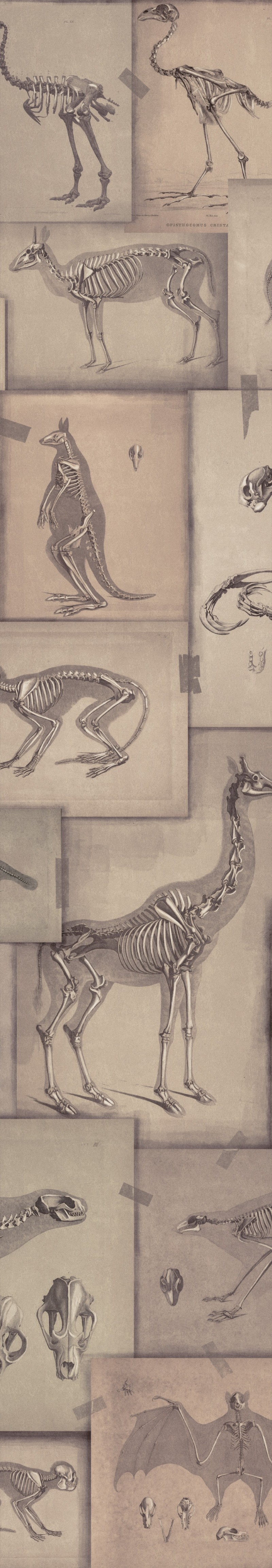 Picture of Zooarchaeology - WP20236