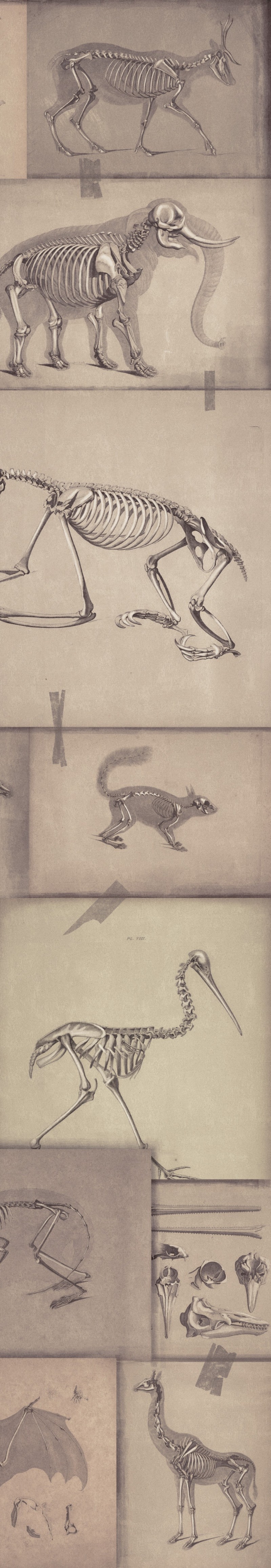 Picture of Zooarchaeology - WP20236